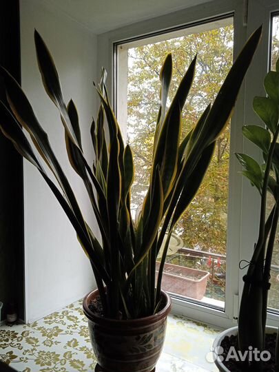 Комнатные цветы