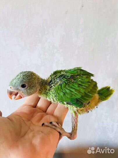 Ожереловые попугаи птенцы