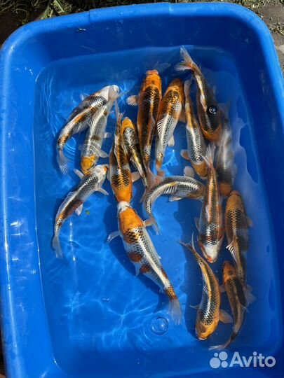 Карп кои микс