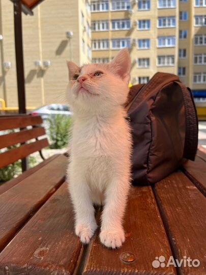 Отдам котенка в добрые и заботливые руки