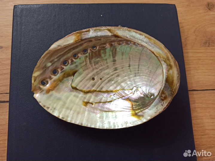 Морская раковина