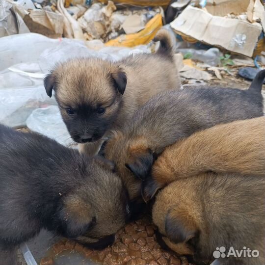 Собака в добрые руки отдам бесплатно