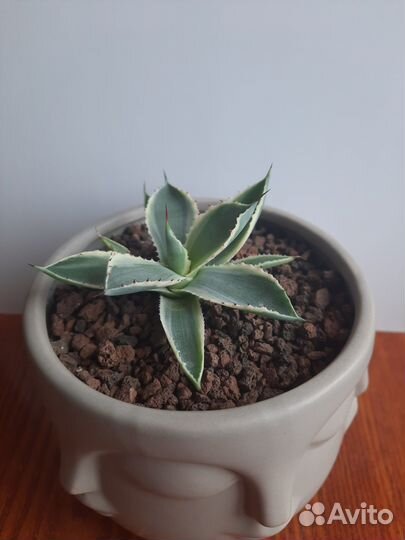 Агава Потаторум вариегатная