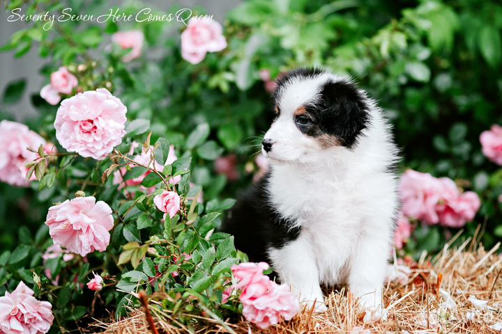 Австралийская овчарка (аусси) щенки