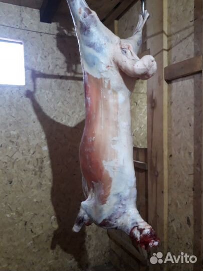 Мясо баранина свежая