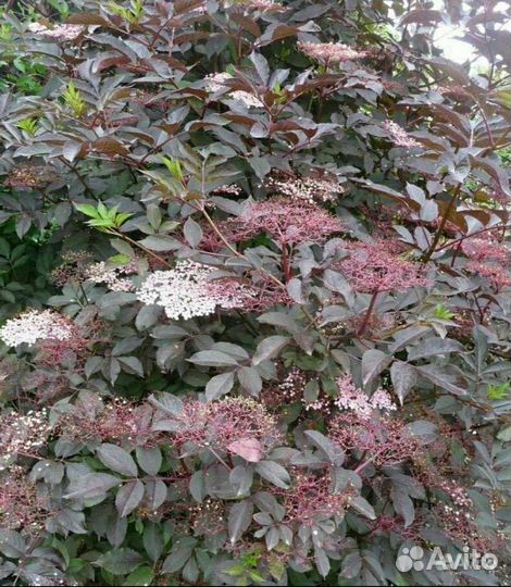 Бузина черная