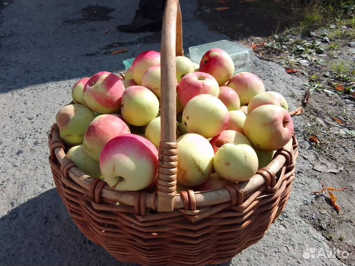 Яблоки садовые