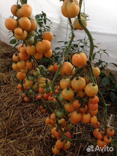 Семена Минусинских томатов