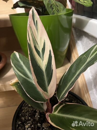 Комнатные растения, многолетники