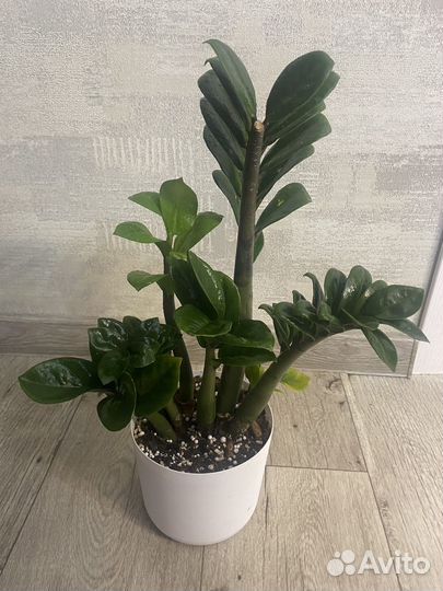 Замиокулькас зензи