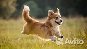 Передержка ваших любимцев во время отпуска