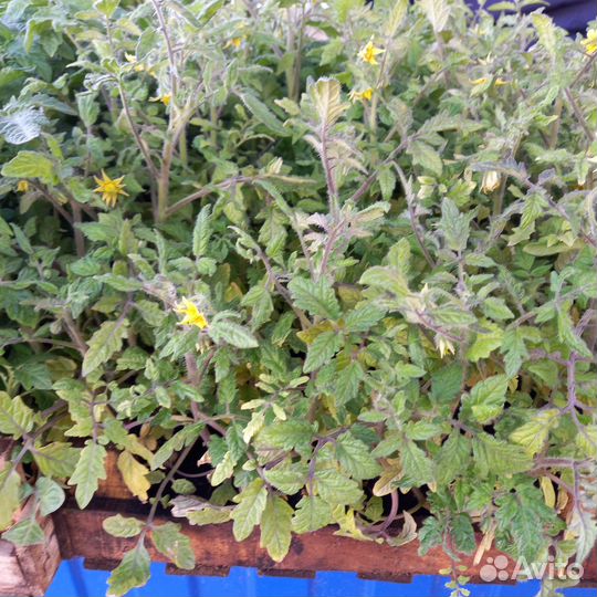 Рассада помидор, перца, баклажан, огурцов, базили