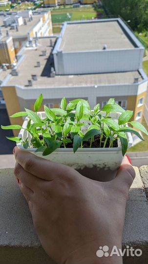 Перец болгарский рассада