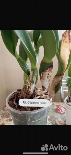 Орхидея каттлея