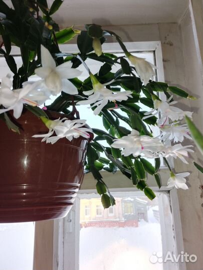 Шлюмбергера белый