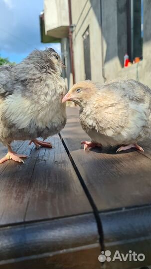 Ия перепелов