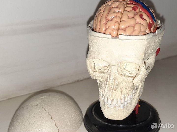 Череп. Модель Анатомическая