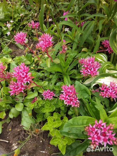 Цветы многолетние