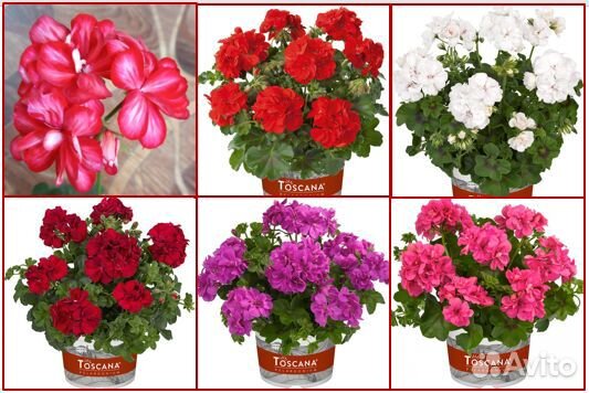 Королевские, плюшелистные пеларгонии