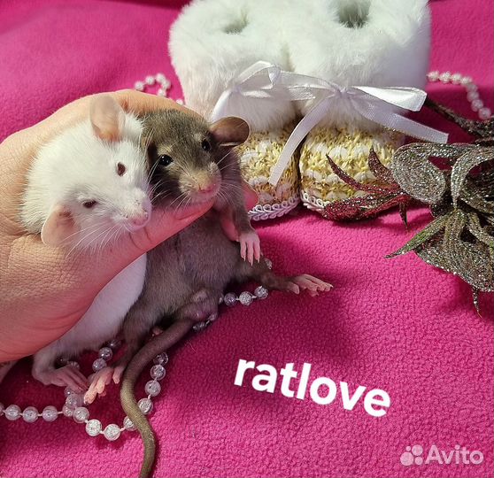 Крысята домашнего разведения от ratlove