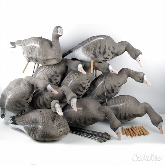 Чучела белолобых гусей (10шт)