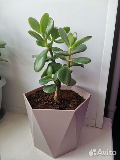 Толстянка крассула