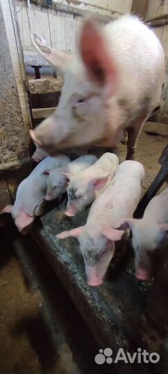 Домашние поросята