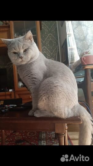 Британский кот