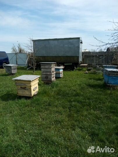 Пчелы, пасека