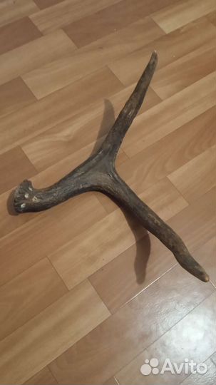 Рога оленя, лося