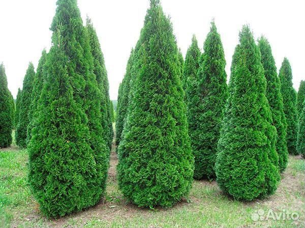 Туя смарагд премиум класса