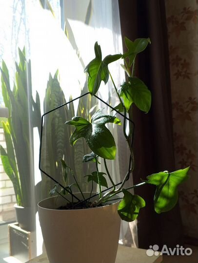 Филодендрон