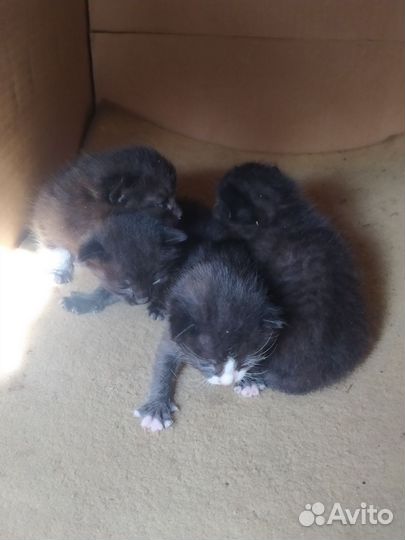 Черные котята