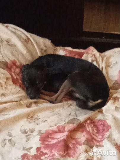 Русский той-терьер вязка