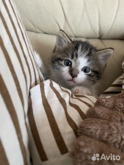Британские котята
