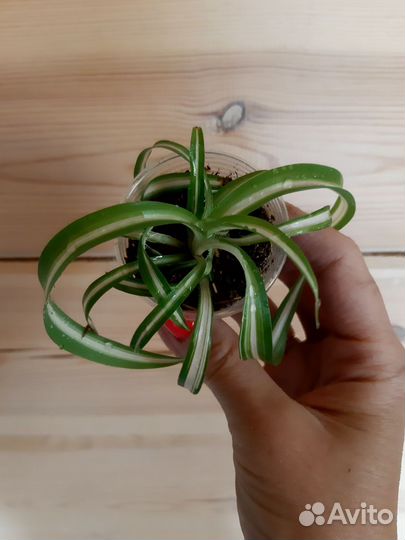 Цветы набор