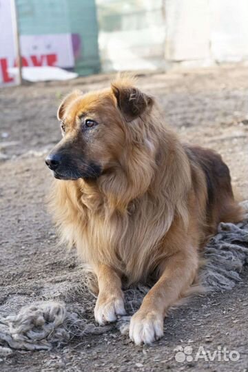 Собака ищет дом