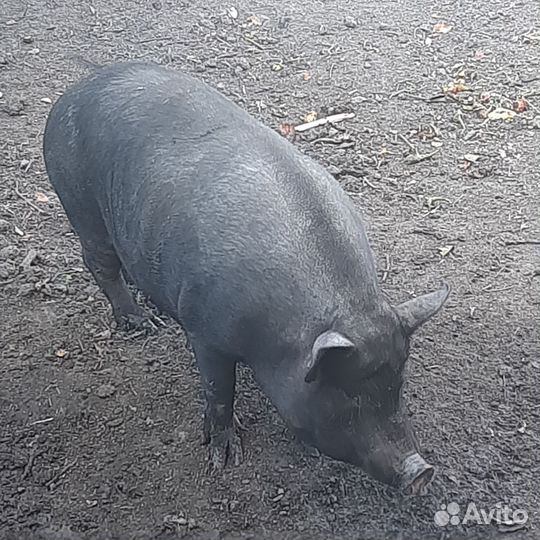 Ветнамские поросята