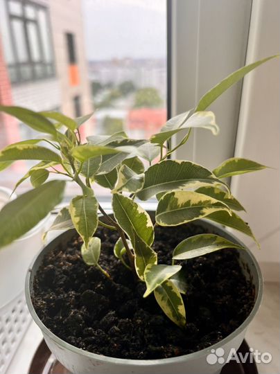 Фикус бенджамина