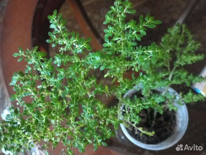 Пилея мелколистная