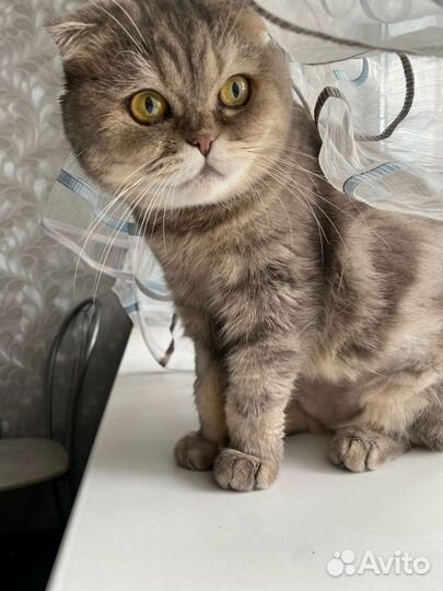 Британка Маруся