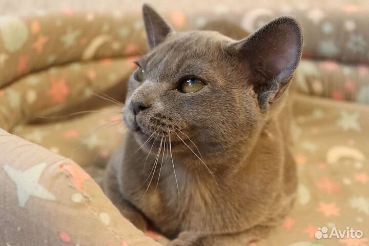 Бурманские котята питомник