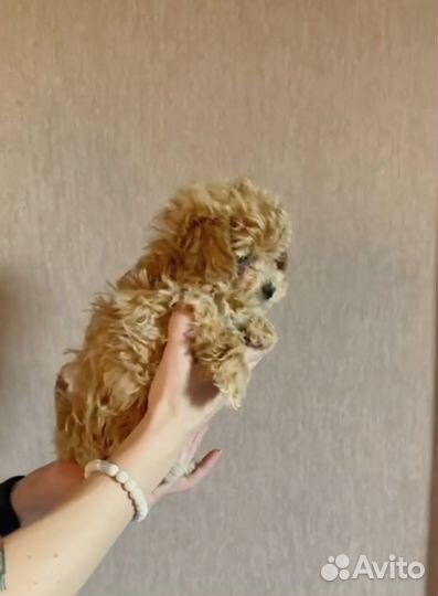 Рыжие кудряшки