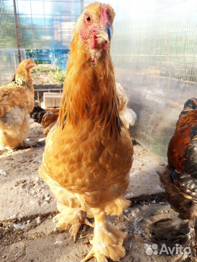 Брама петухи(природные)крупные