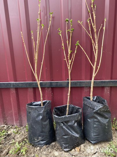 Смородина на штамбе