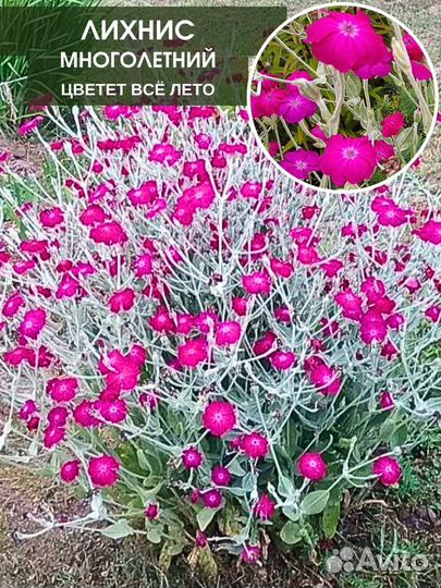 Хризантемы