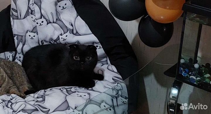 Кошечка в добрые руки