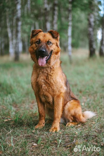 Очень умный пёс томится в приюте