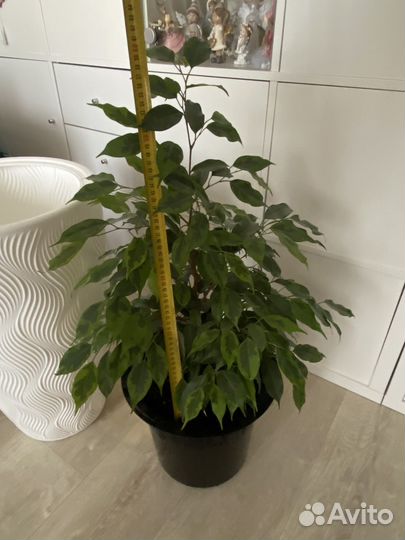 Фикус, 116 см