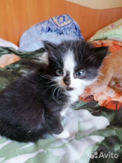 Кошки в добрые руки бесплатно